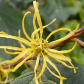 Witch Hazel (Hamamelis virginiana)